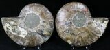 Cut/Polished Ammonite Pair - Agatized #21788-1